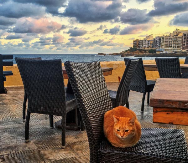 cat-gozo.jpg cat-gozo.jpg