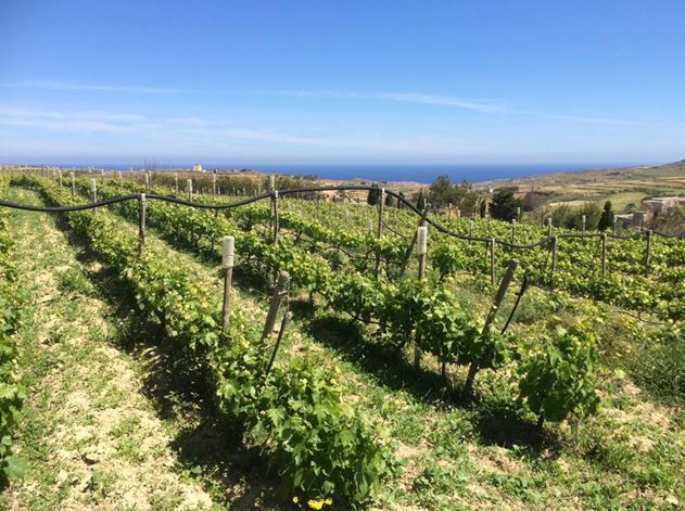 Massar-winery-gozo.JPG Massar-winery-gozo.JPG