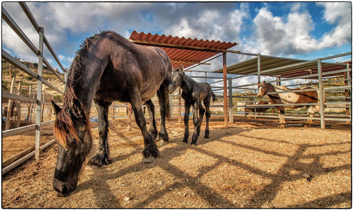 Dream-of-Horses-gozo.jpg