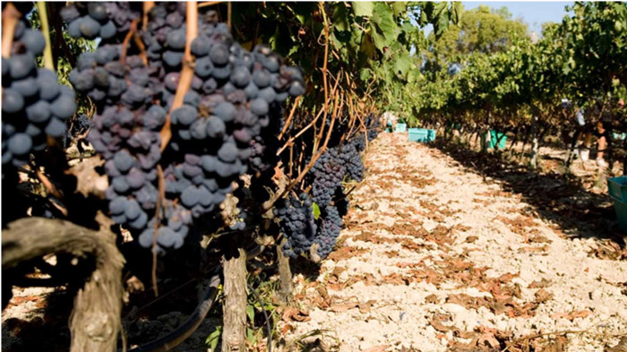 gozo-wine-tours.jpg gozo-wine-tours.jpg