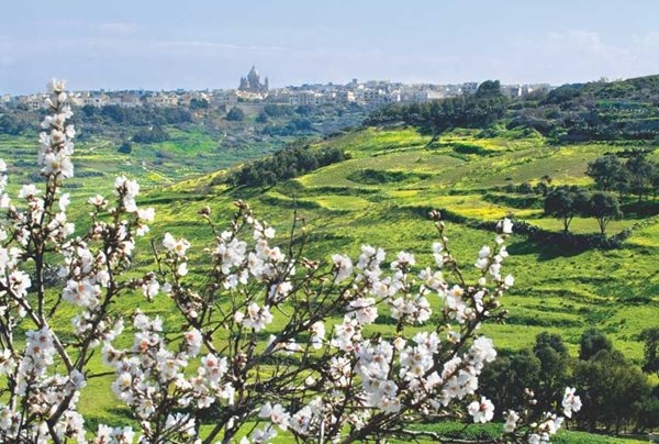 Nadur-Gozo-Springtime.jpg Nadur-Gozo-Springtime.jpg